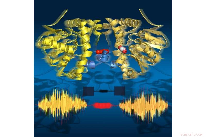 Enzymes Use Water Chains as a Dynamic  String Phone  During Catalysis