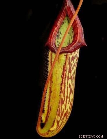 SLIPS & Pitfalls: Designing Synthetic Surfaces Inspired by Pitcher Plant Traps