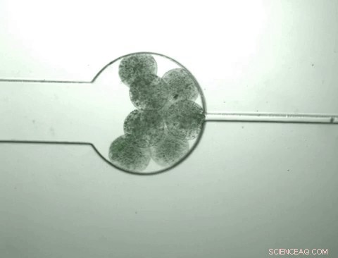 Programmable Swarmbots Revolutionize Flexible Biological Tool Development