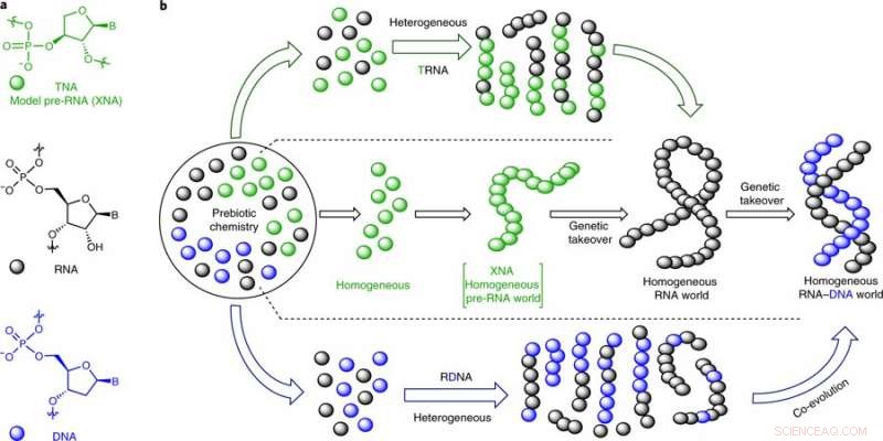 New Study Proposes RNA‑DNA Chimeras as Precursors to RNA and DNA