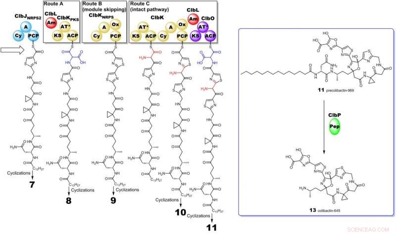 HKU Team Deciphers How E. coli Toxin Drives Cancer Using Synthetic Biology