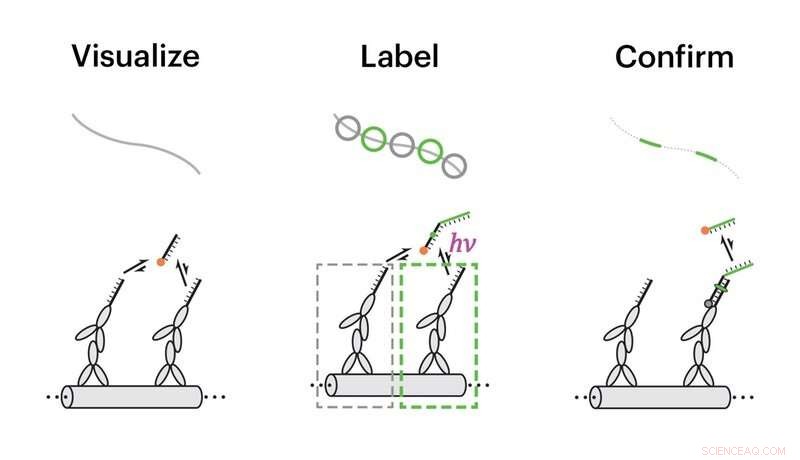 Super‑Resolution Painting: Visualizing DNA Nanostructures at the Molecular Level
