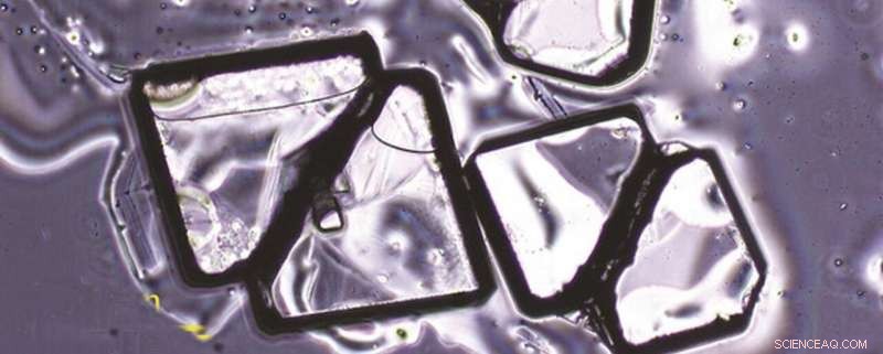 Insights into Butterfly Crystal Formation from a Common Drug