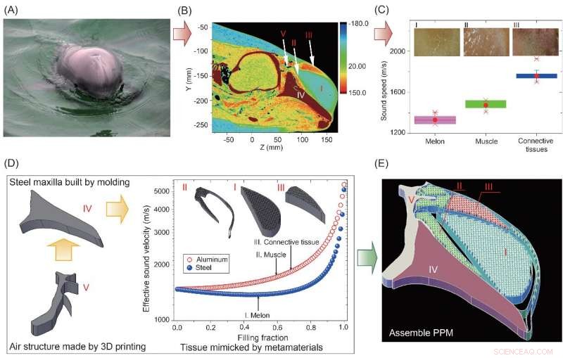 Artificial Materials Recreate Porpoise Echolocation: Pioneering Biosonar Innovation