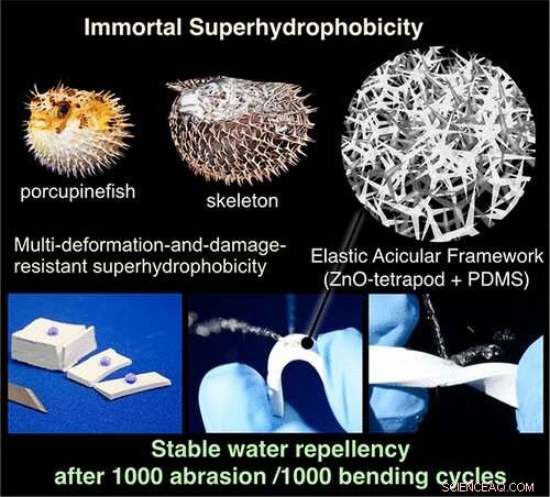 Porcupinefish-Inspired Design Yields Durable Superhydrophobic Material