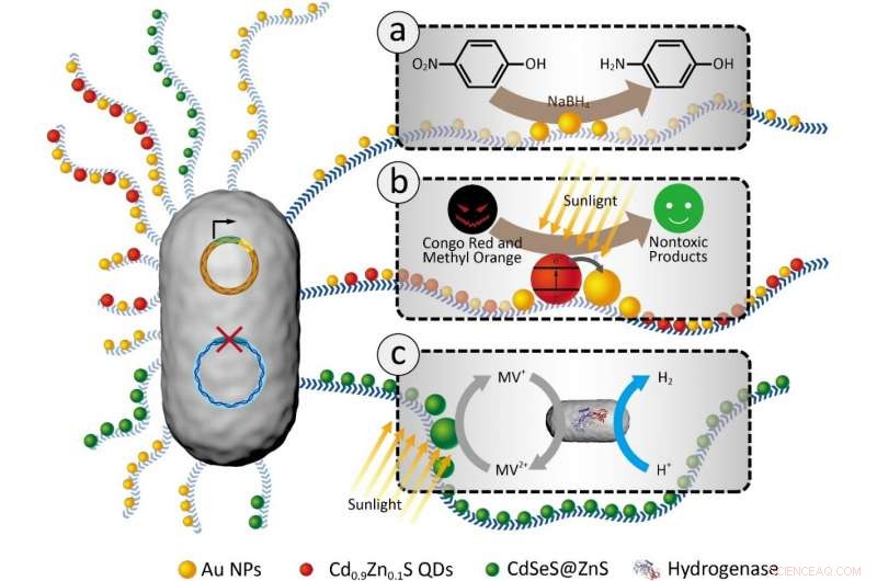 Engineered Bacterial Biofilms Anchor Nanoparticles for Versatile, Recyclable Catalytic Applications
