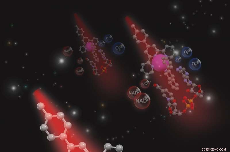 Light-Activated Metal Catalyst Targets Cancer Cell Energy to Destroy Tumors