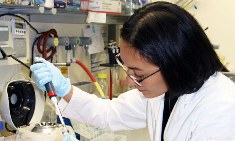 New Study Uncovers Key Mechanisms Behind Planarians’ Remarkable Regeneration