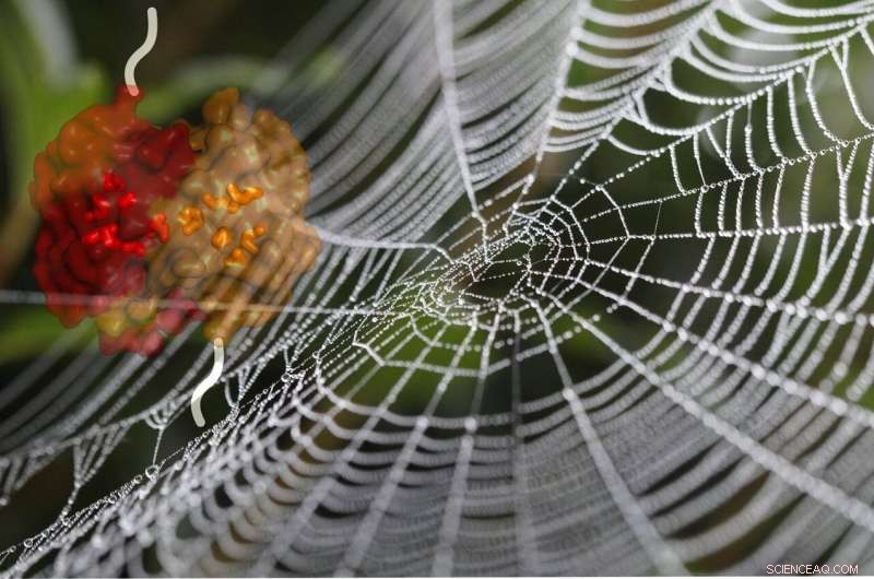 Spider Silk: A Malleable Protein That Reinforces Your World