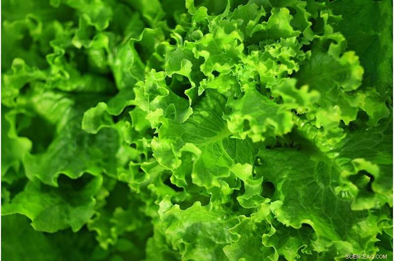 Innovative Carbon Capture: Converting CO₂ into Valuable Products