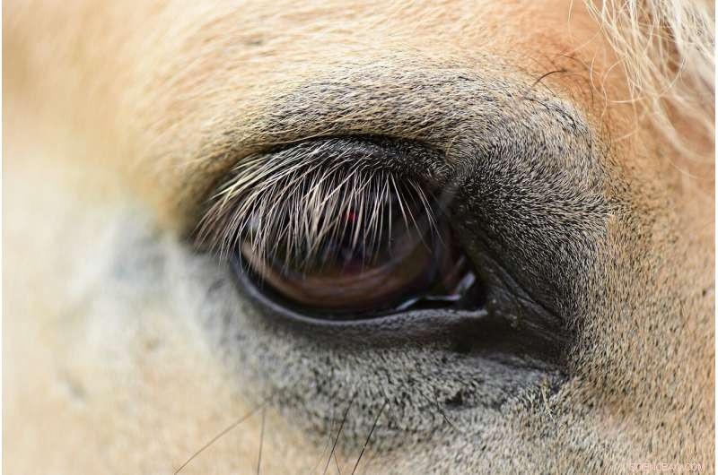 Scientists Decode Molecular Blueprint of Vision at Atomic Scale