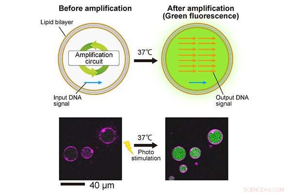 Innovative DNA Amplification Capsule Shows Promise in Disease Treatment