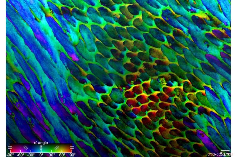 How Tooth Enamel s Structure Makes It Lifetime-Strong: Insights from Detailed Imaging