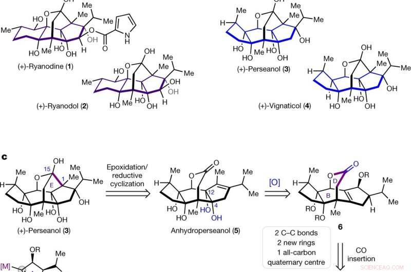 Chemists Achieve First-Ever Total Synthesis of Perseanol