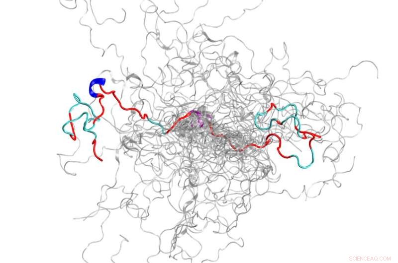 Supercomputing and Neutron Scattering Reveal Structures of Intrinsically Disordered Proteins