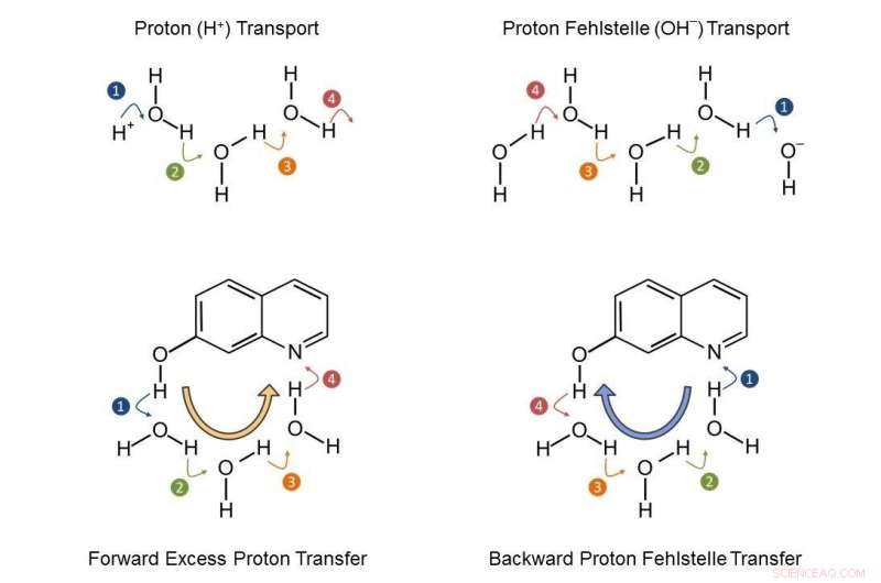Exploring Novel Proton Transfer Pathways in Water and Methanol: Forward and Backward Dynamics