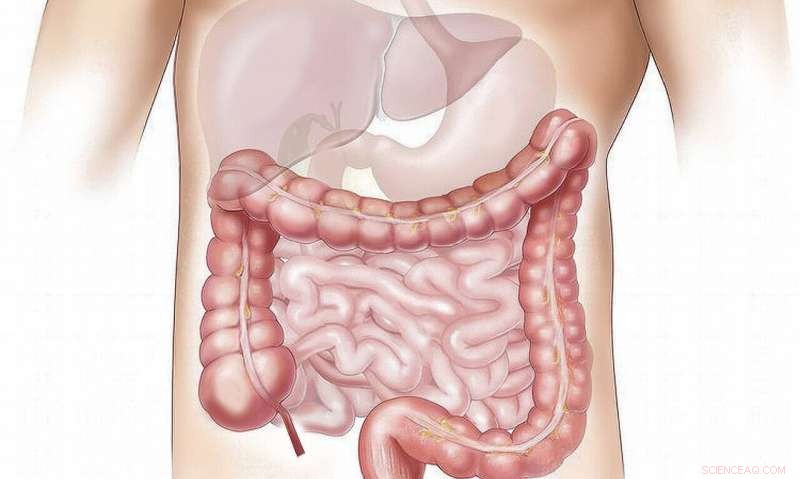 Why the Colon Prioritizes Gas Detoxification Over Energy Production