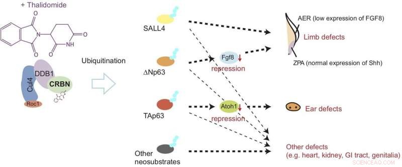 Unveiling the Molecular Mechanisms of Drug-Induced Limb and Ear Malformations