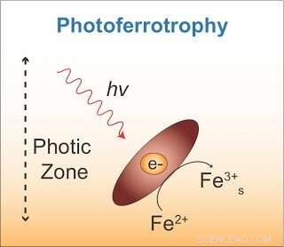 Microbes That Harness Electrons for Energy