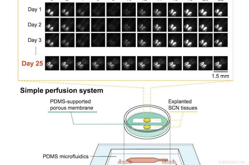 Scientists Keep Brain Tissue Alive for Weeks on Artificial Membrane