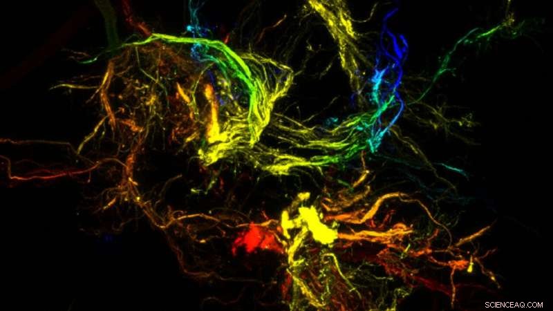 NC State Breakthrough: Sticky Dendritic Particles Engineered Through Controlled Liquid Chaos