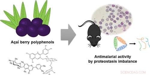 Aïa Berry Extracts Show Promise Against Malaria in Mouse Studies