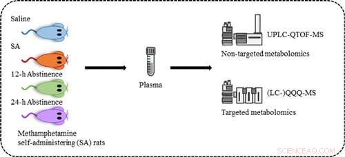 Methamphetamine s Impact on Rat Brains: On-Use and Withdrawal Effects