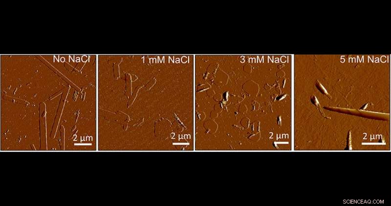 Harnessing Electrostatics to Transform Ribbon Structures into Scrolls