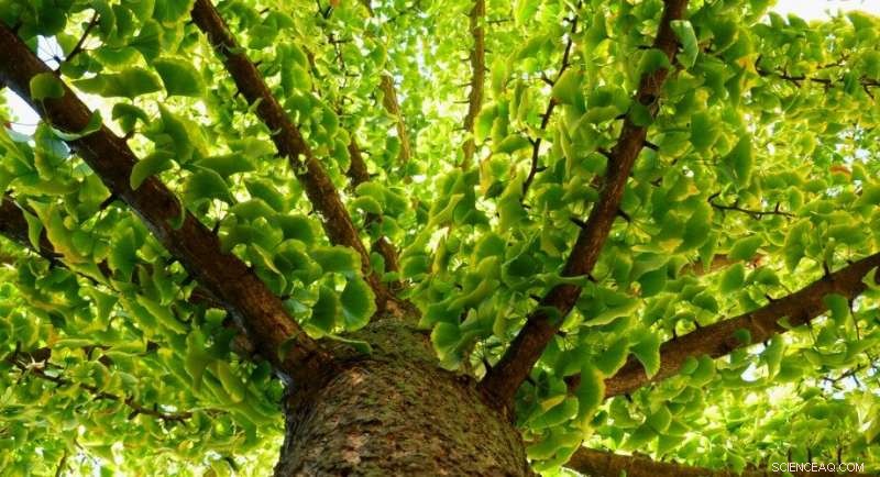 Breakthrough Synthesis of Ginkgo Bilobalide Paves Way for Novel Drugs & Eco-Friendly Insecticides