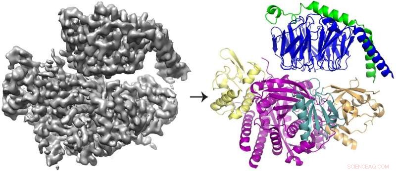 New Study Reveals How P-Rex1 and Gβγ Interaction Drives Cell Migration and Metastasis