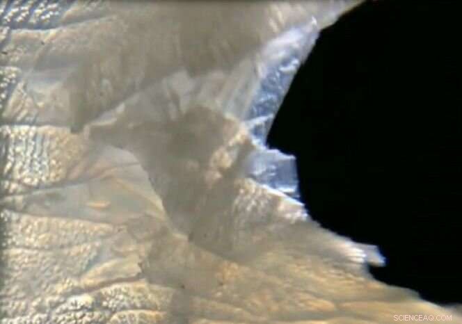 Why the Three-Meter Amazonian Fish Boasts Earth’s Toughest Scales