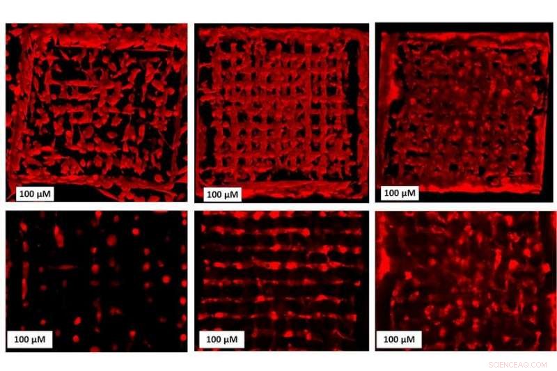 3D Printed Scaffolds Host Living Cells for Controlled Tissue Growth