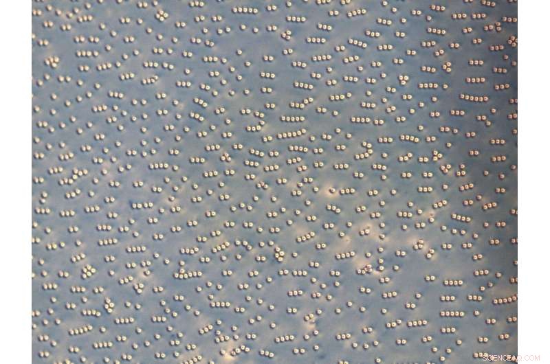 Molecular Fish Schools May Transform Display Screen Technology