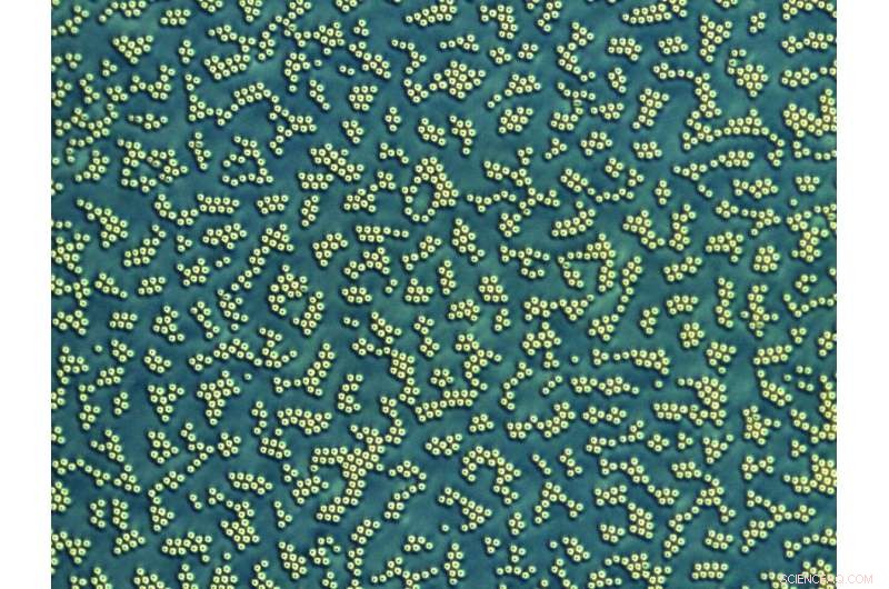 Molecular Fish Schools May Transform Display Screen Technology