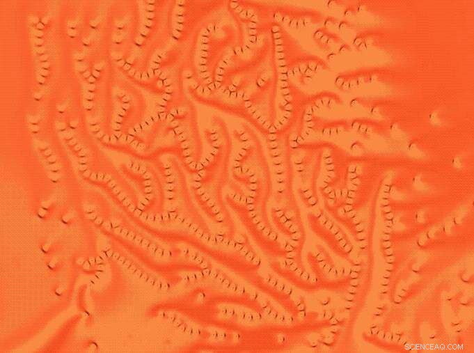 Molecular Fish Schools May Transform Display Screen Technology