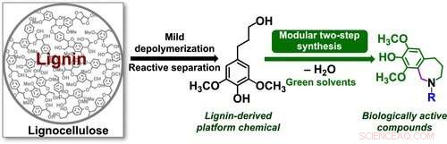 From Forest to Pharmacy: Turning Wood into Pharmaceutical Ingredients