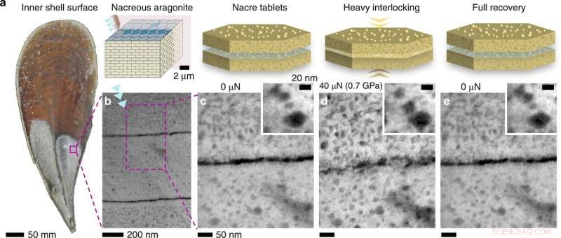 Unveiling the Secrets of Nature’s Toughest Material: Nacre’s Exceptional Strength