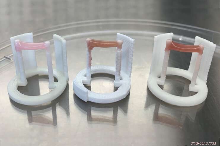 Tufts Scientists Advance Lab-Grown Meat Color & Texture