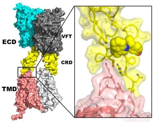 Decoding Sweetness: How Molecular Science Unveils the Taste of Sugar