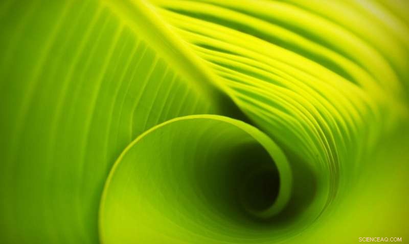 New Insights into Photosynthetic Enzyme Reveal How Light Drives Life s Essential Pigment