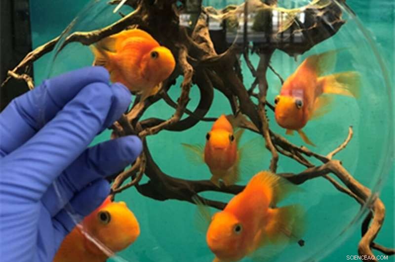 Bio-Polycarbonate: A Safer, Hormone-Free Alternative to Petroleum-Based Polycarbonate