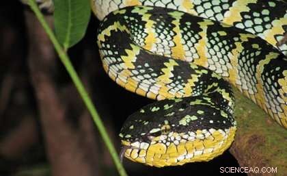 University of Queensland Breaks Ground with Animal‑Free Test for Deadly Neurotoxins