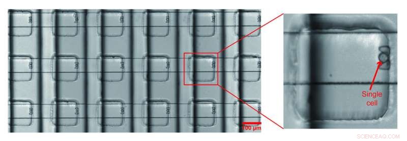 Revolutionizing Antiviral Drug Discovery: Thousands of Single-Cell Tests Accelerate Success