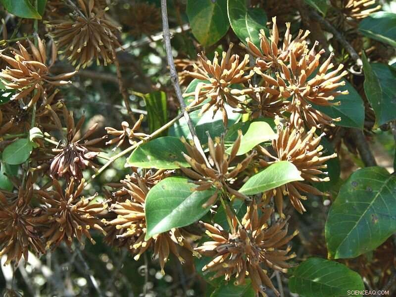 Brazilian Researchers Enhance Anti-Cancer Efficacy of Uncaria guianensis Alkaloid Derivatives
