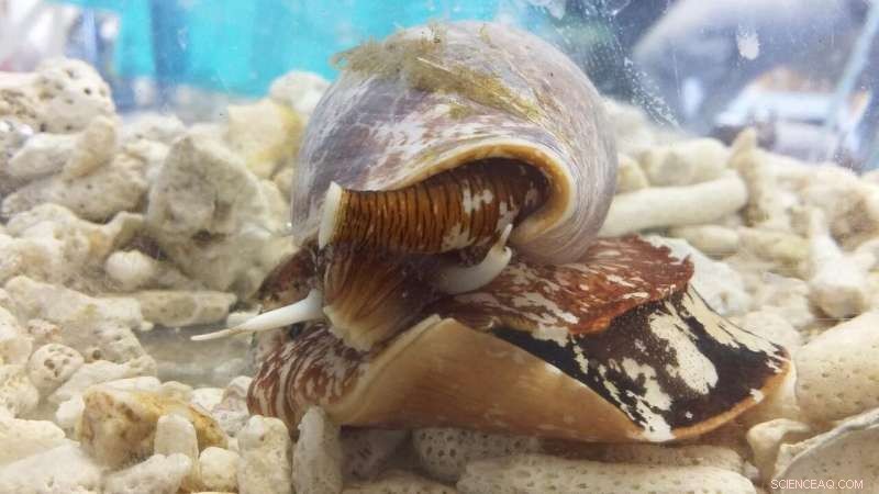 From Cone Snail Venom to Effective Pain Relief: Unlocking Conotoxin Potential