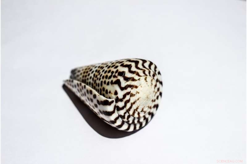 From Cone Snail Venom to Effective Pain Relief: Unlocking Conotoxin Potential