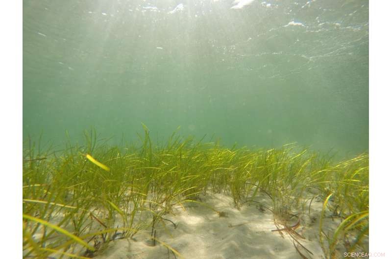 First‑Ever Cell‑Factory Production of Eelgrass Acid and Resveratrol