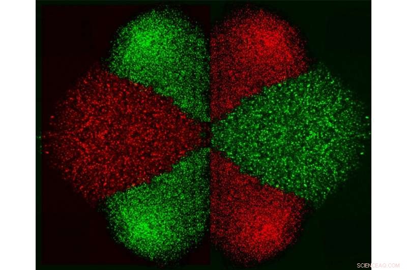 NYU Abu Dhabi Breakthrough: Micro‑Electro‑Fluidic Probe Enables Precise Cell Isolation & Patterning