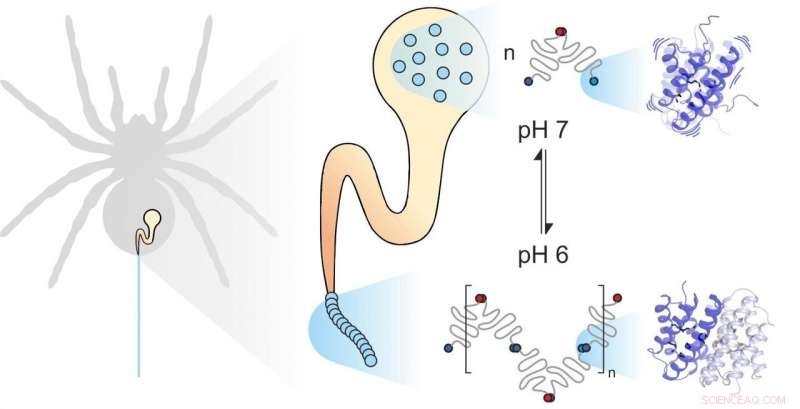 Unveiling the Protein Dynamics That Give Spider Silk Its Remarkable Stability
