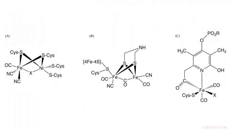 CO Biosynthesis Is Essential for Active Site Assembly in NiFe Hydrogenases